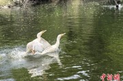 占卦问卜吉林：罕见白鸬鹚连续两年“故地重游”